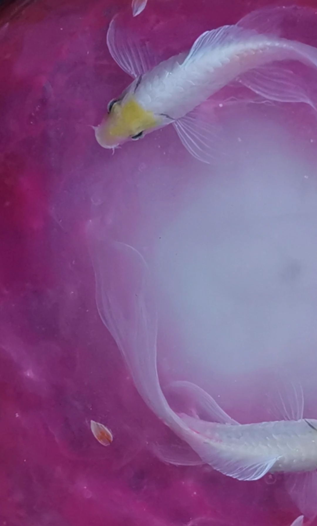 #树脂画#星空鱼