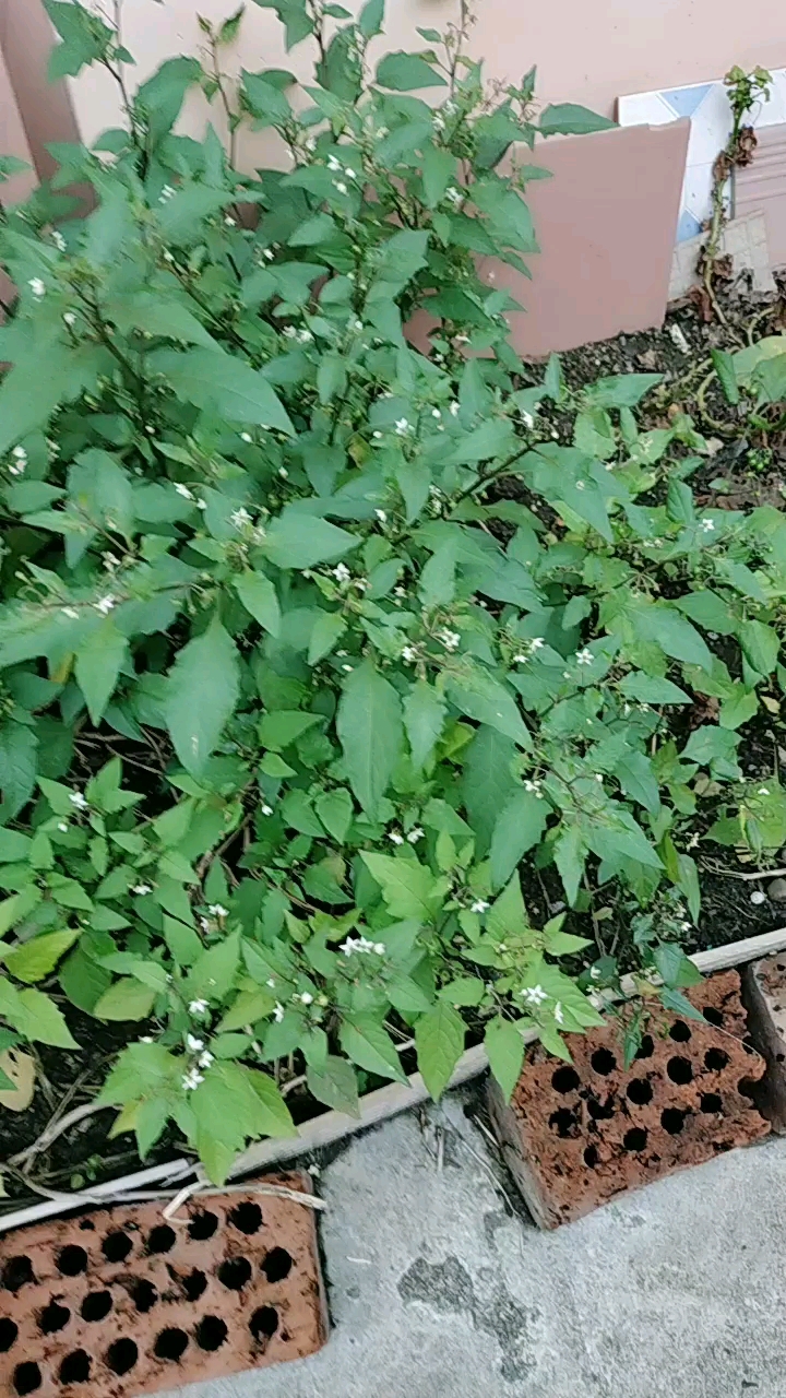 纯天然自己种的白花菜l