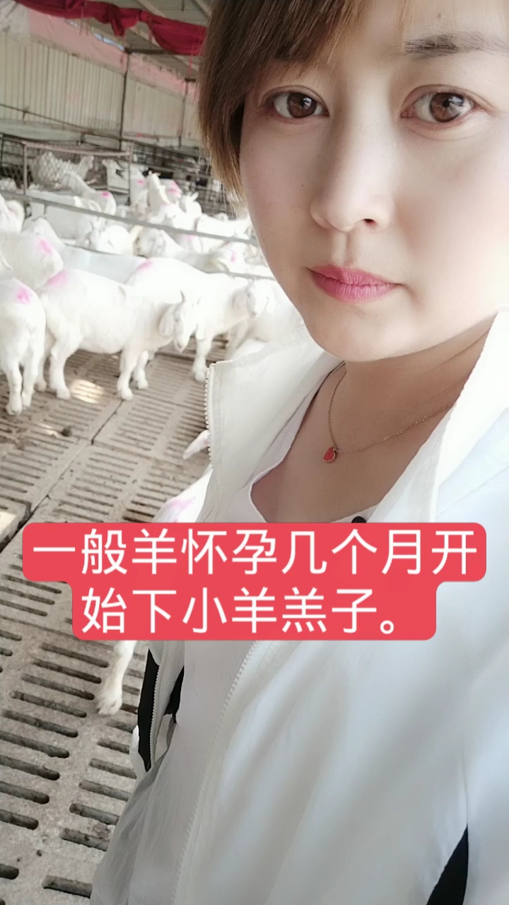 一般羊怀孕几个月开始下小羊羔子
