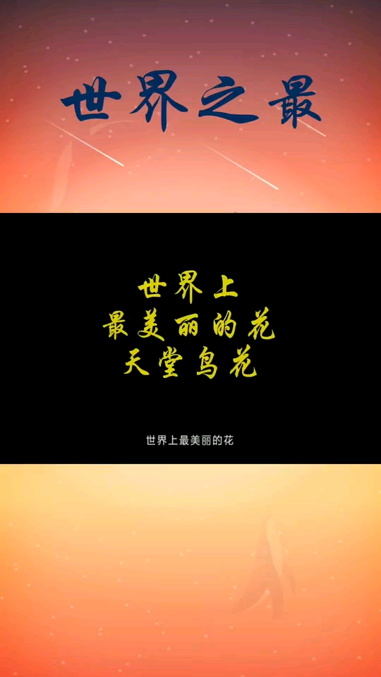 世界上最美丽的花-天堂鸟花