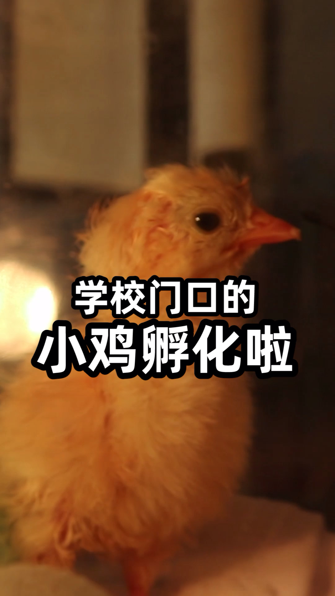 小鸡长大了生鸡蛋了,我还要给它孵成小鸡