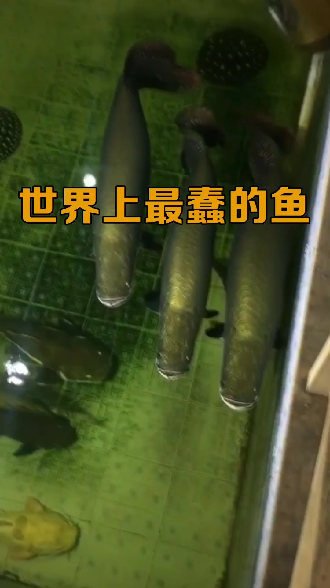 世界上最蠢的鱼,捉它只需一根木棍,时不时的还自投罗网!