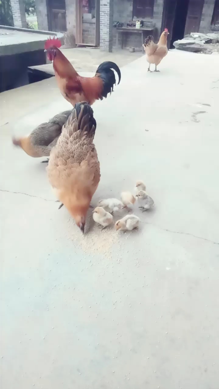 可爱的小鸡仔