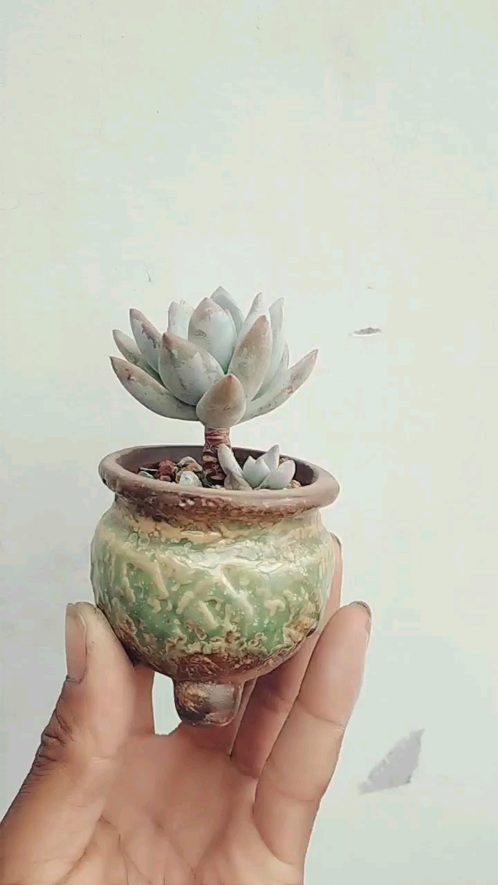 多肉植物——小小霜之朝