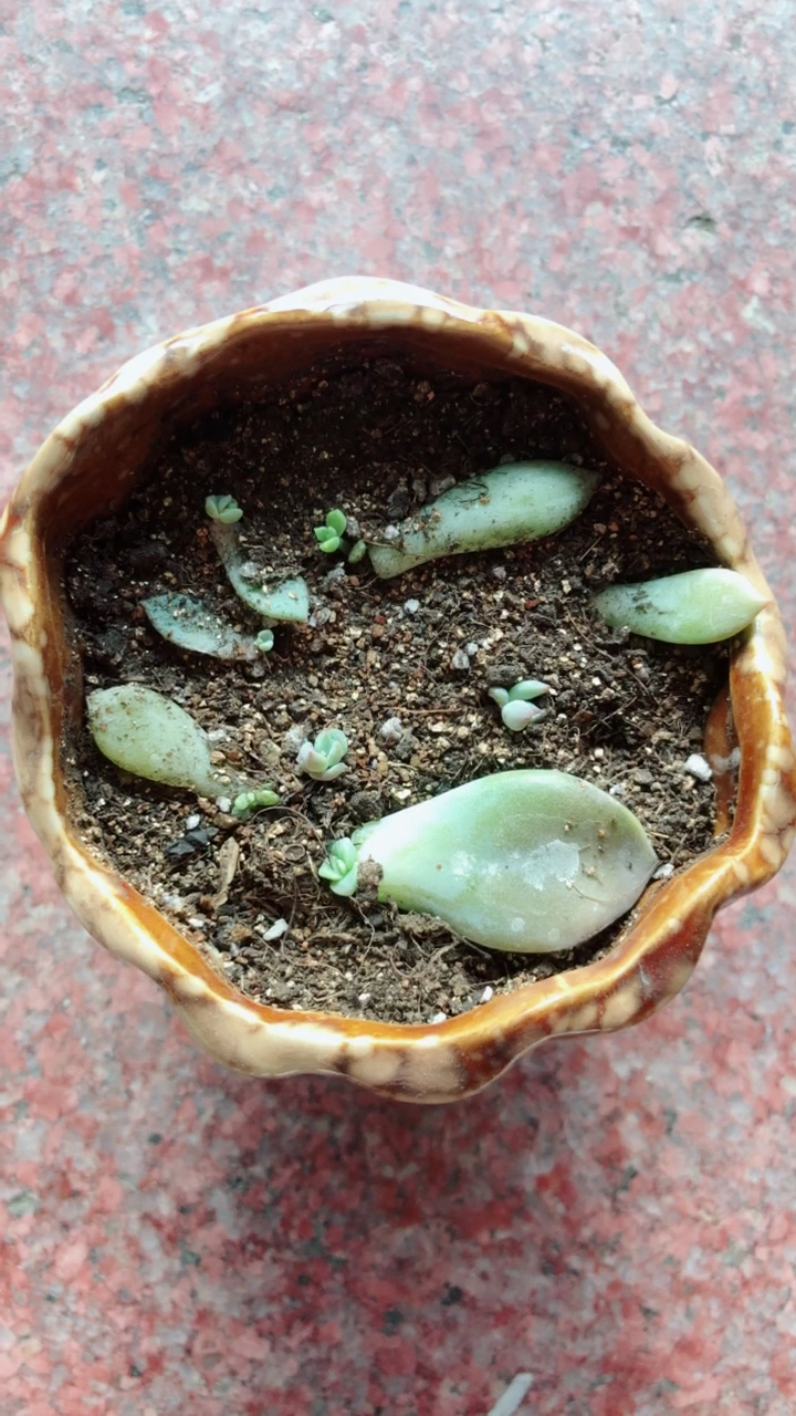 一片片马上就变成一颗颗了