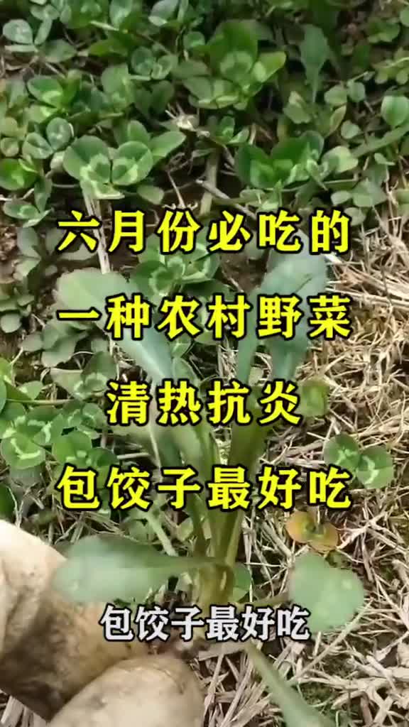 六月份必吃的一种农村野菜,清热抗炎,包饺子最好吃,