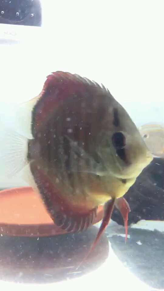 #我家萌宠成精了#七彩神仙(红卡)一公一母 喜欢吗