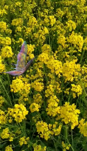 油菜花开