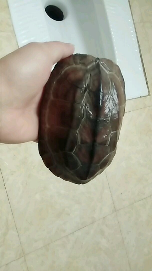 这是什么品种,有知道的吗?