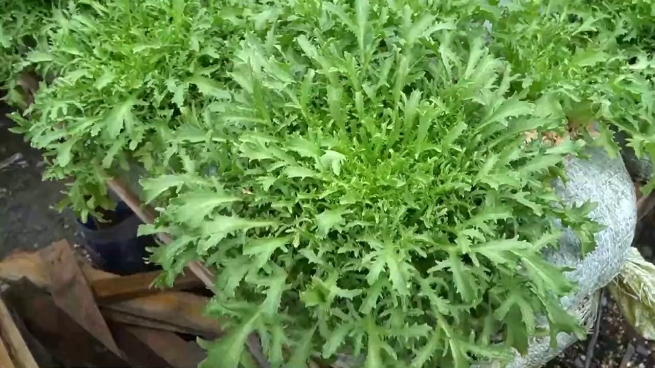 苦苣菜是一种营养价值很高的蔬菜,在家如何种植呢?一起来看一下