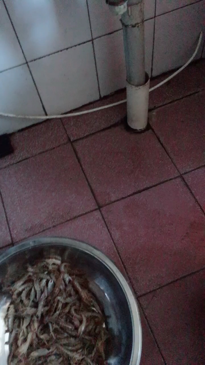 鲜活的大狗虾!