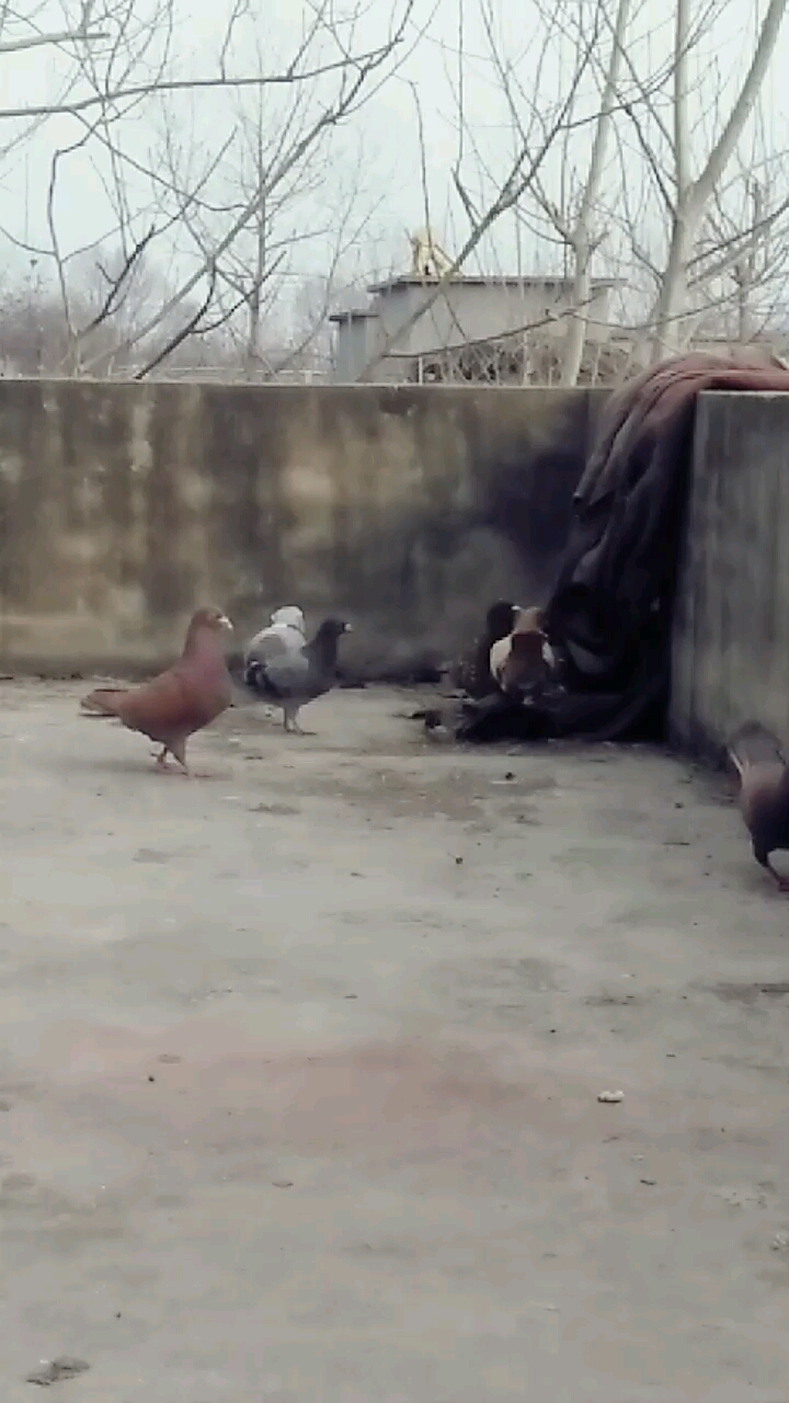 一母几公愁啊