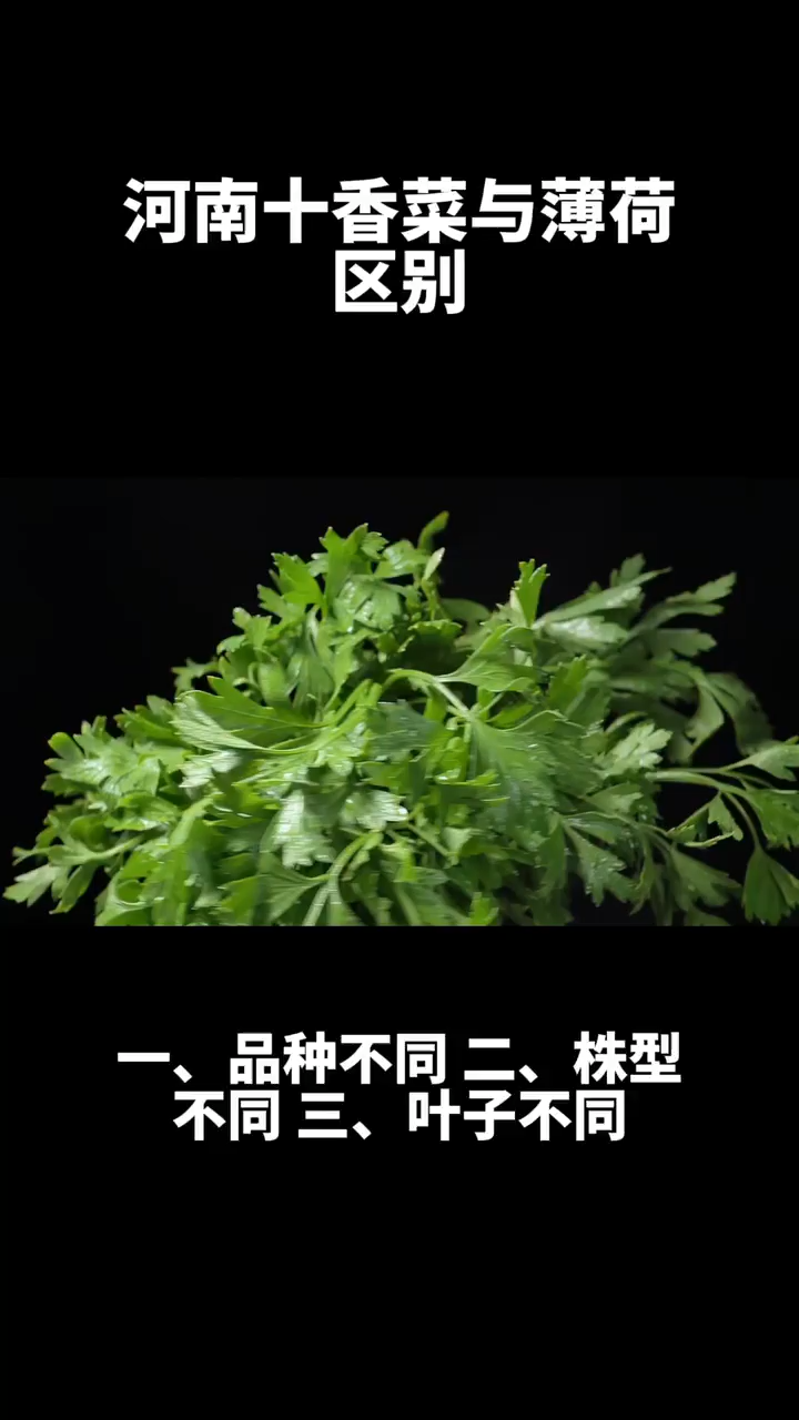 河南十香菜与薄荷区别