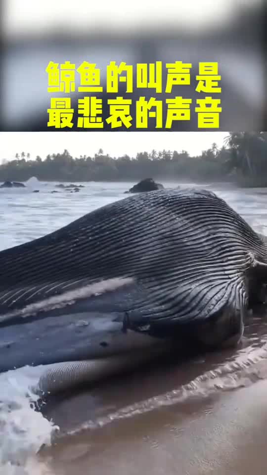 鲸鱼的叫声是最悲哀的声音