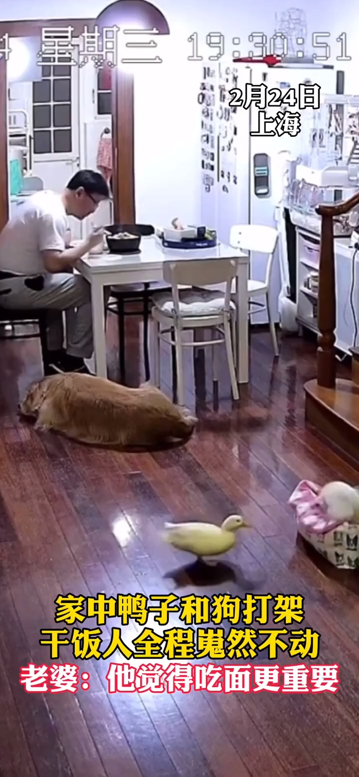 上海居民家中鸭和小狗打架,大狗躲桌底 猫跳上楼梯,老公视若无睹