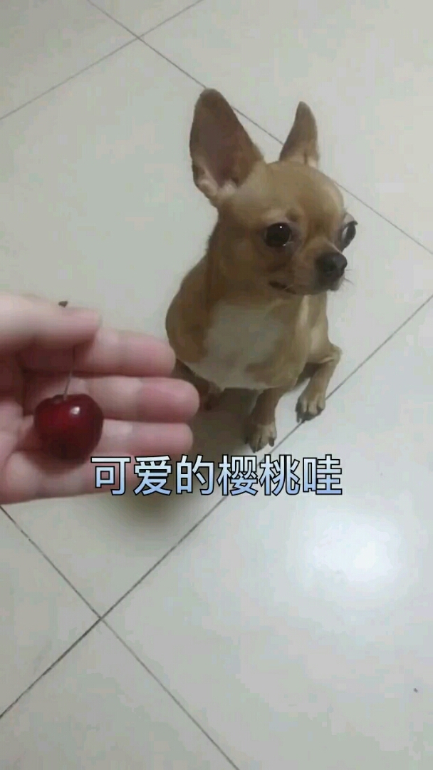 事实证明千万别给狗狗起吃的名字容易让它怀疑人生!!!哈哈哈!!