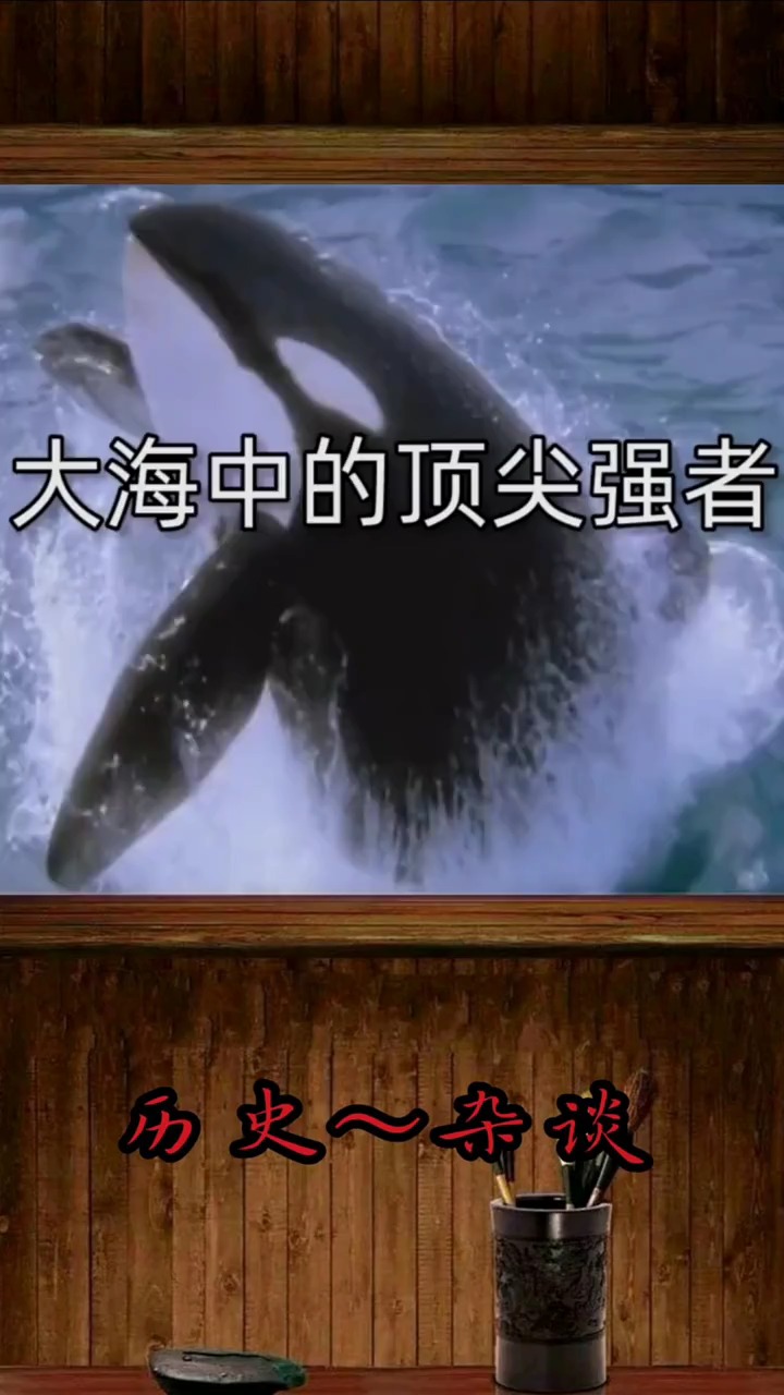 野生的虎鲸平均寿命有80岁,而人工养殖的只有35岁,这是为什么?