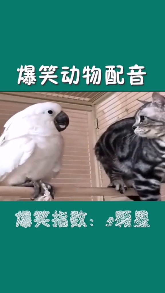 爆笑动物配音