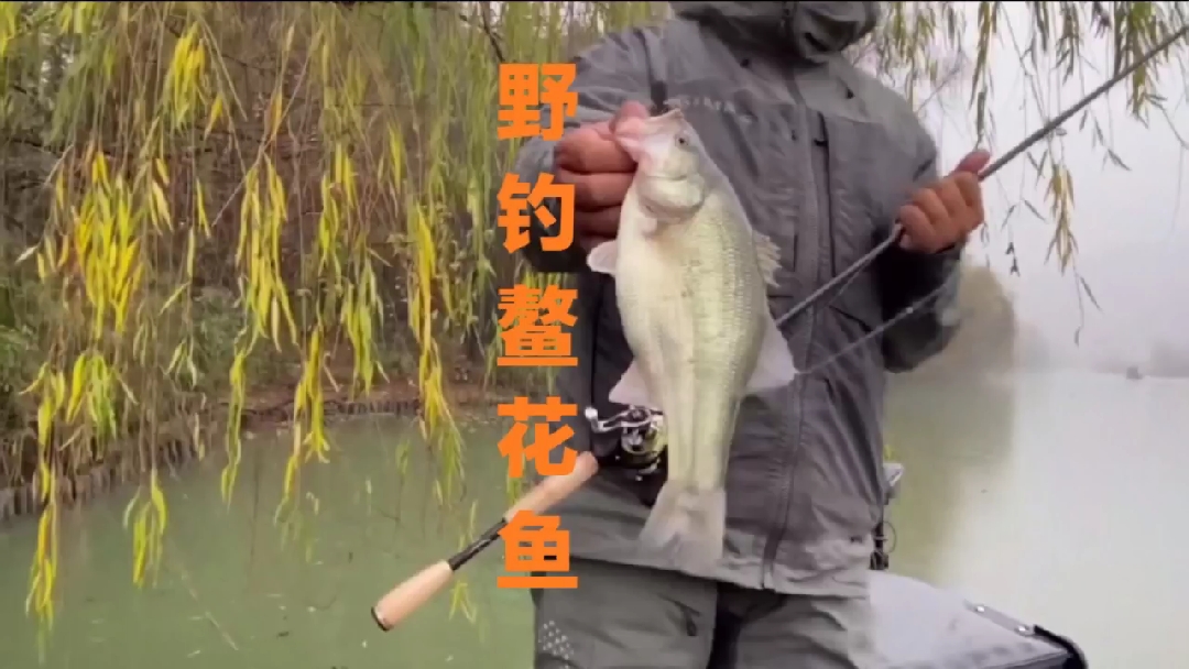 #野钓#公园湖泊野钓,钓获淡水中珍贵的鳌花鱼,它的营养价值非常高