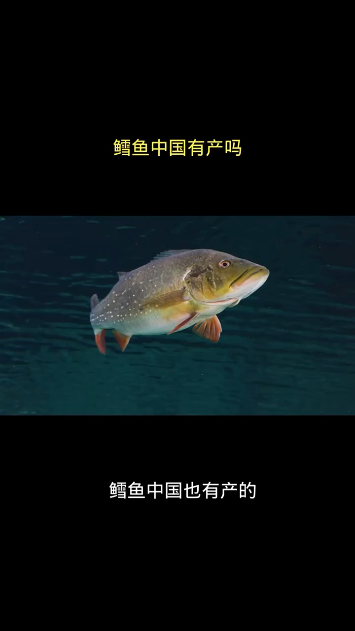 鳕鱼中国有产吗?