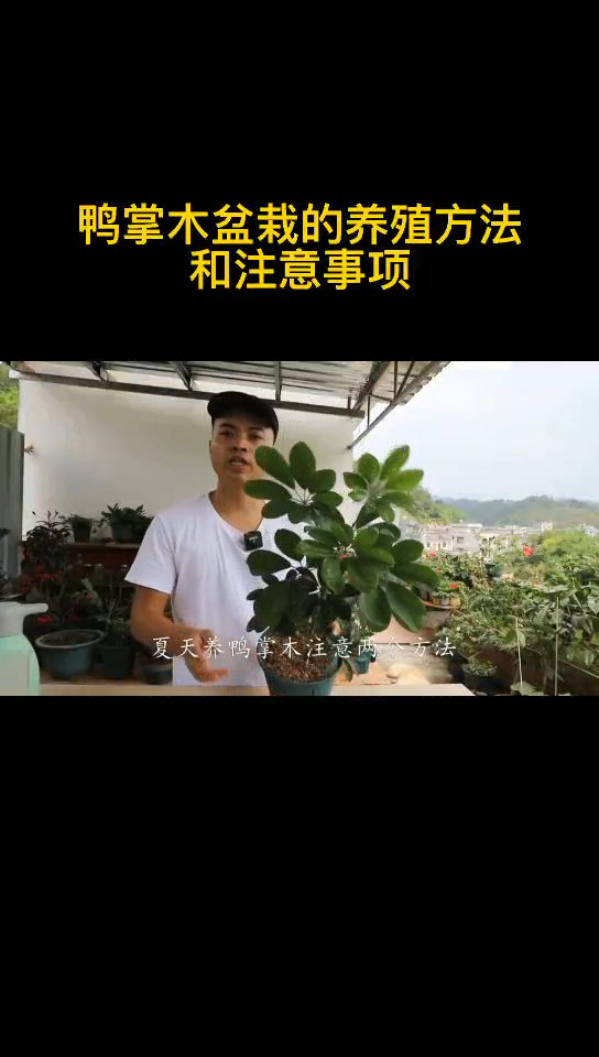 鸭掌木盆栽的养殖方法和注意事项