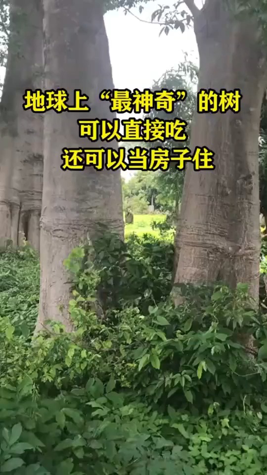 地球上“最神奇”的球,可以直接吃,还可以当房子住