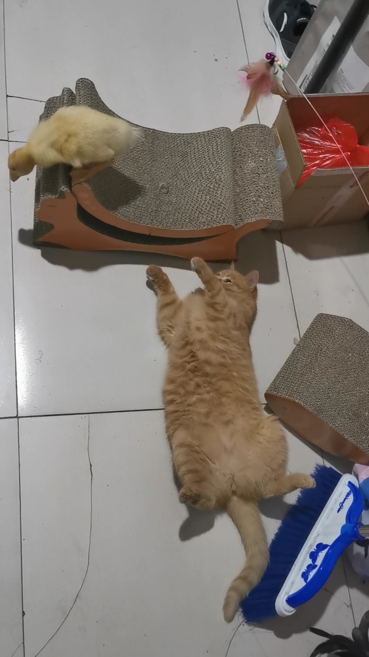 猫妹:小鸭鸭你先站在抓板上玩,我练练爪子小鸭子:猫妹:吖,你咋走了呢