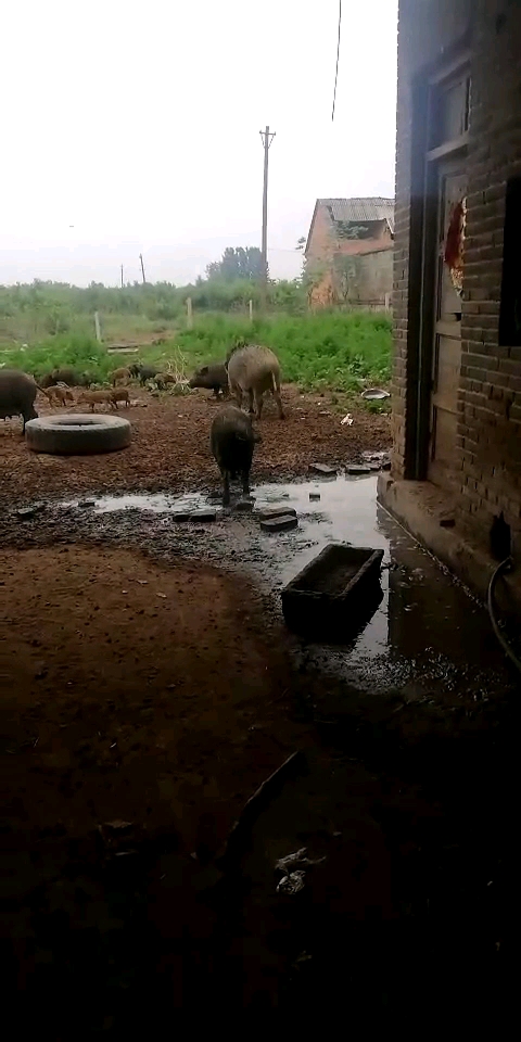 看看我们家养的野猪。 有想吃野猪肉的吗? 点赞的每人我送你2斤。