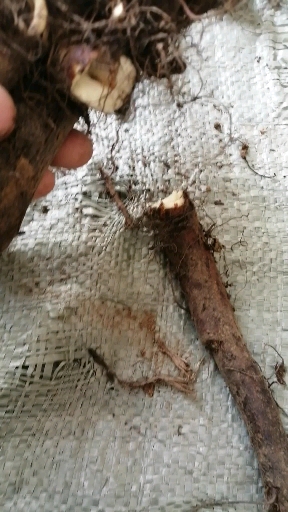 俄罗斯饲料菜的种植方法