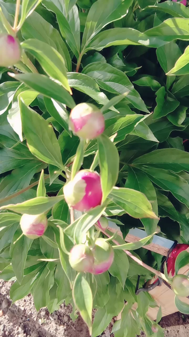小区里的菜园+花园
