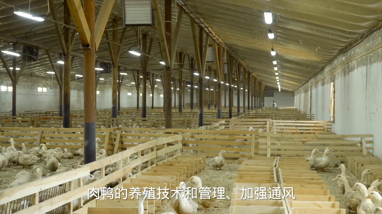 肉鸭的养殖技术和管理