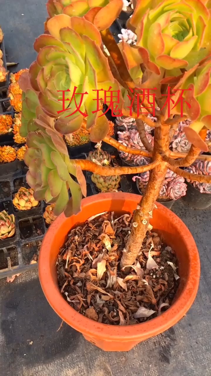 #明星娱乐#多肉植物:玫瑰酒杯!