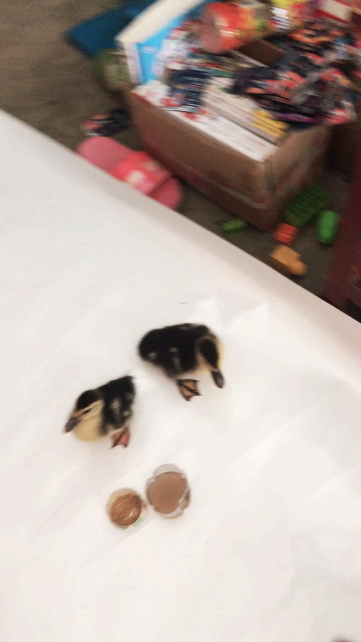 可爱的小鸭子