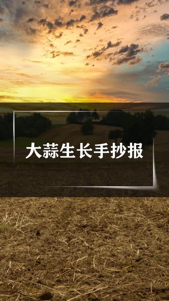 大蒜生长手抄报