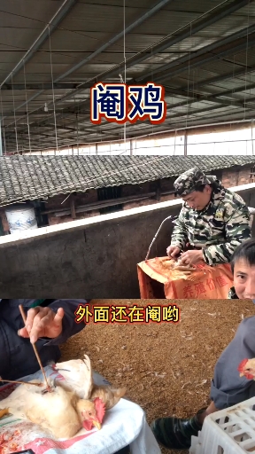 #养鸡人#老房改造