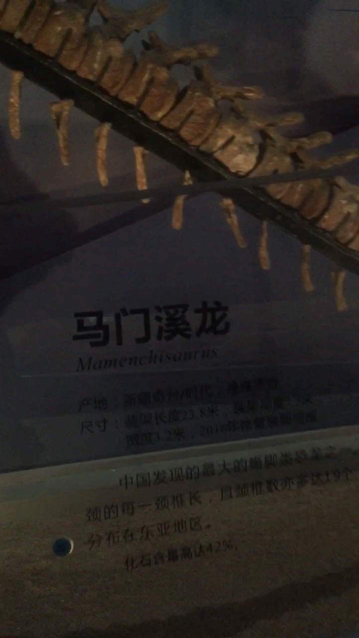 #我要上热门#看看马门溪龙化石