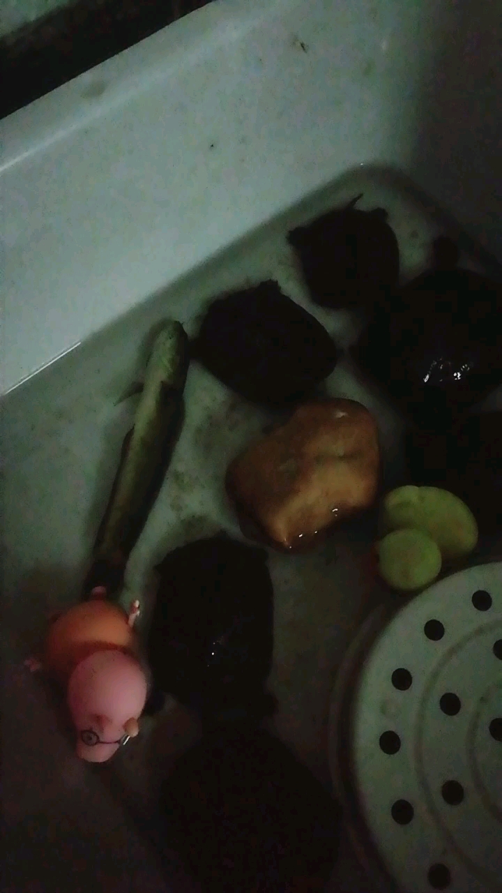 小章公鱼和龟在一起久了,也学会了冬眠