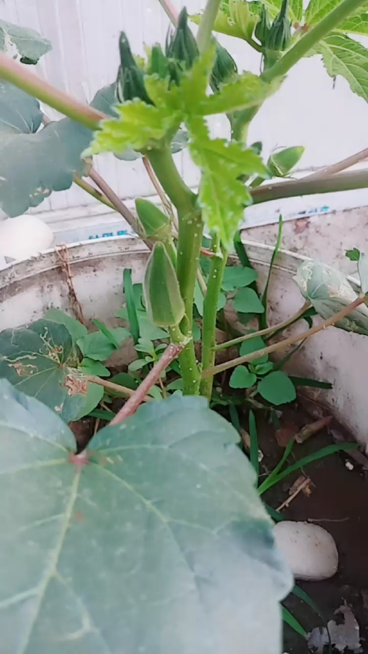 你能猜出这是什菜吗?