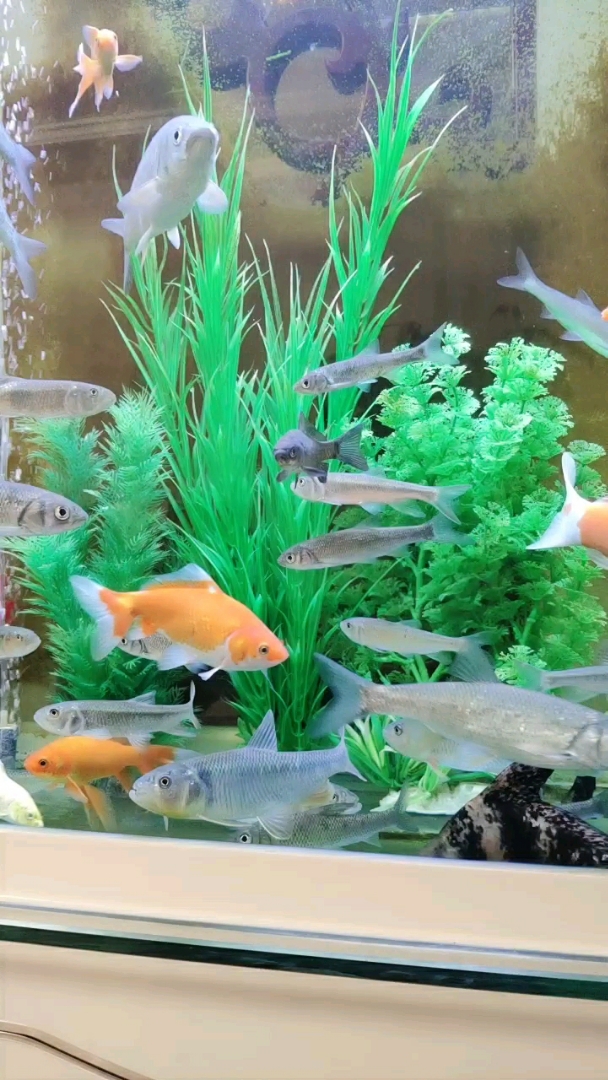 分享视频