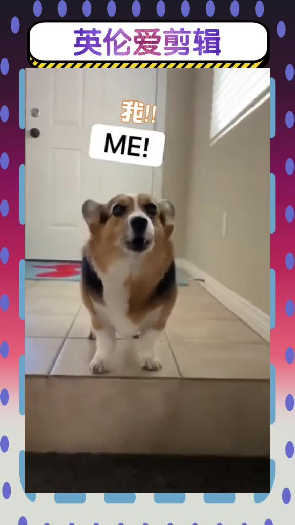 培根和香肠的那点事之愤怒的Olivia我在做译制