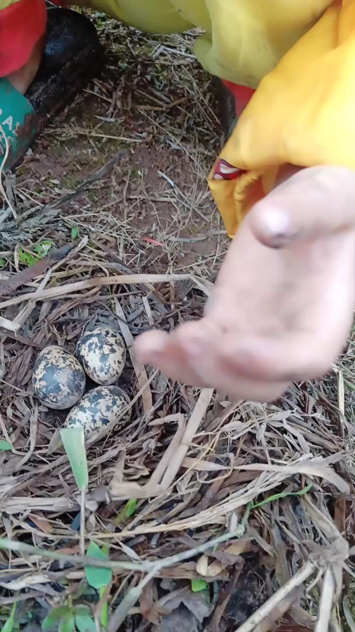 田里找的,田鸡蛋