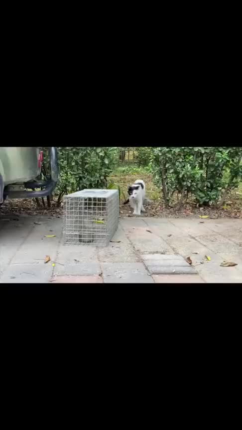 没有什么比回到妈妈身边幸福!帅哥用笼子抓流浪猫,结果竟是为了让母子团聚太暖心!