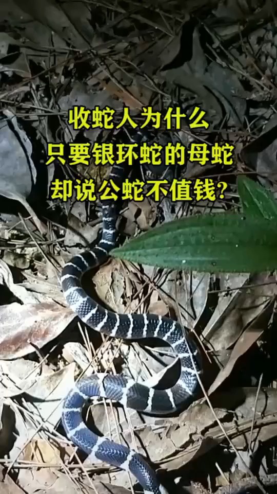 收蛇人为什么只要银环蛇的母蛇,却说公蛇不值钱
