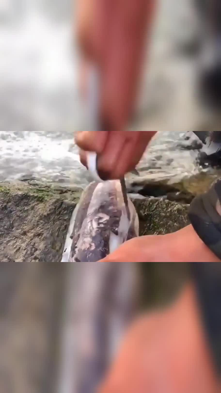 赶海人教你怎么清理墨鱼,过程原来这么简单,以后可以放心的吃了!