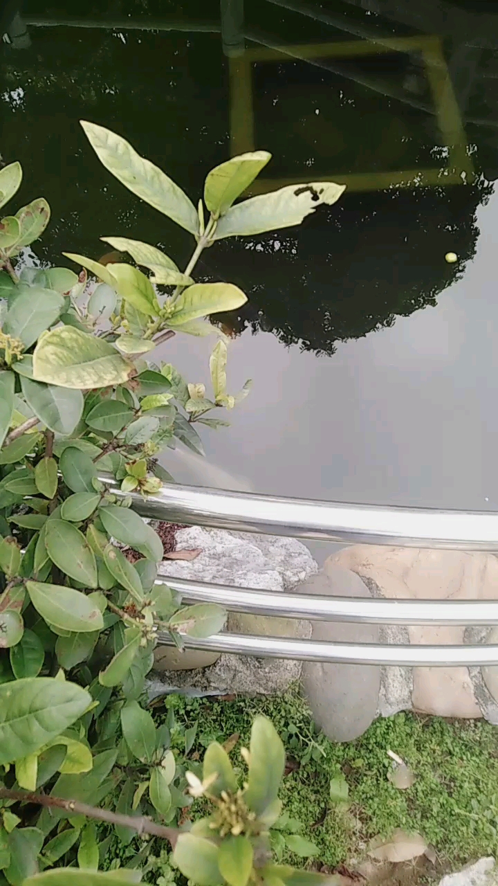 你看见一条银白色的金鱼