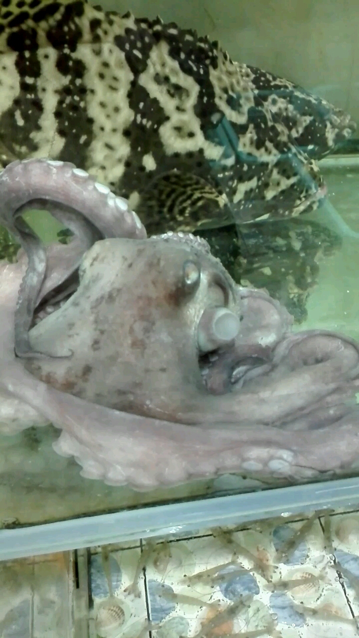 #我家萌宠成精了#章鱼呼吸原来是这样的