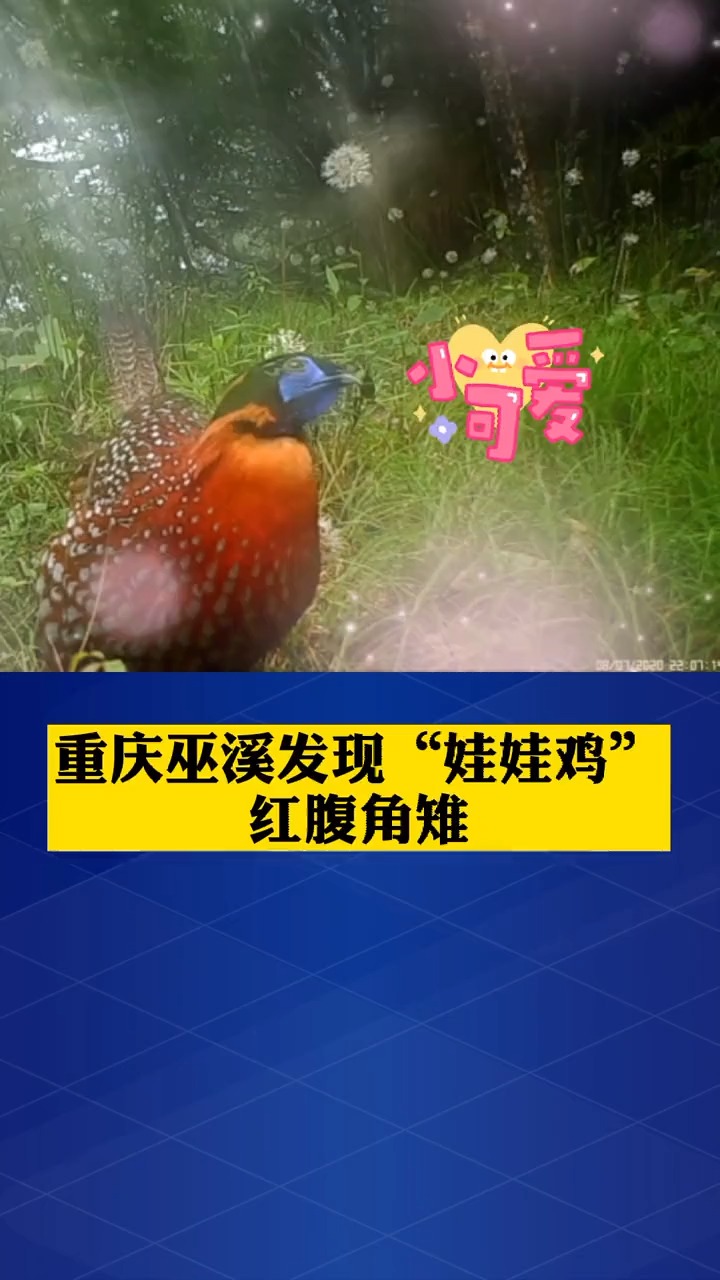 重庆巫溪发现“娃娃鸡”——红腹角雉!
