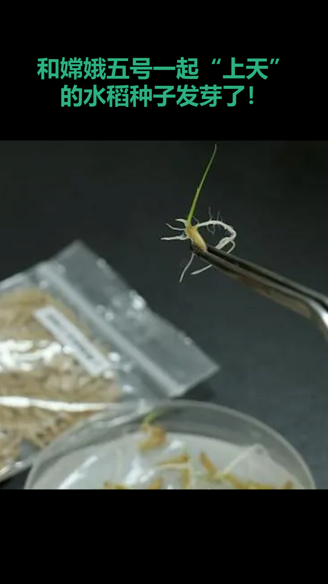 厉害了!由华农提供、和嫦娥五号一起“奔月”的水稻种子发芽了