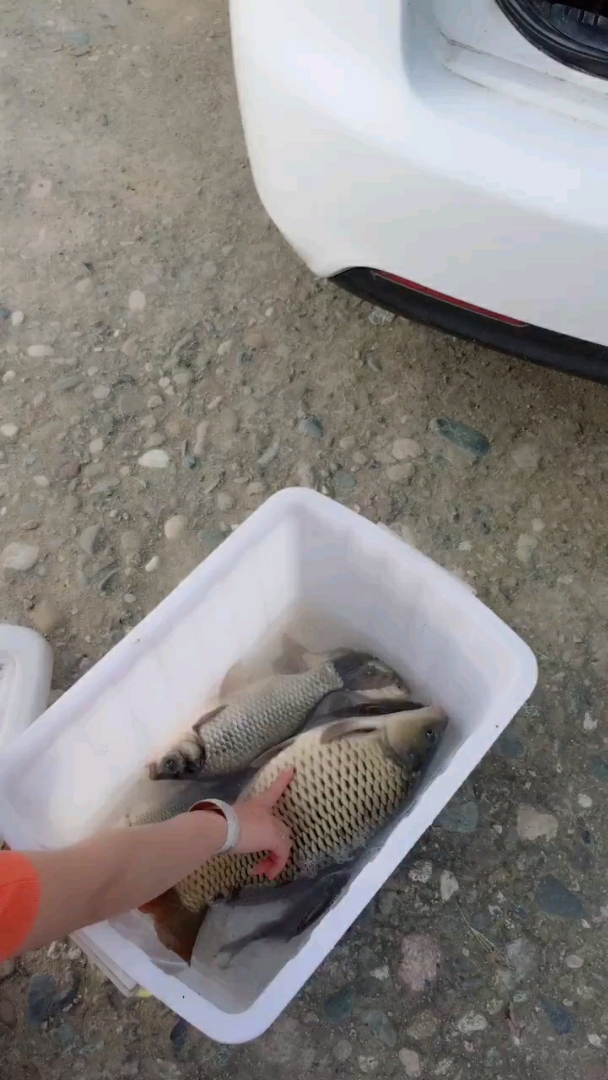 鲤鱼于鲫鱼的区别,鲫鱼的爸爸是草鱼,它的妈妈是鲤鱼,哈哈哈