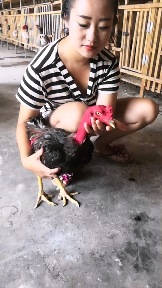 #宠物最可爱的样子#精品越南鬼子斗鸡,喜欢的双击